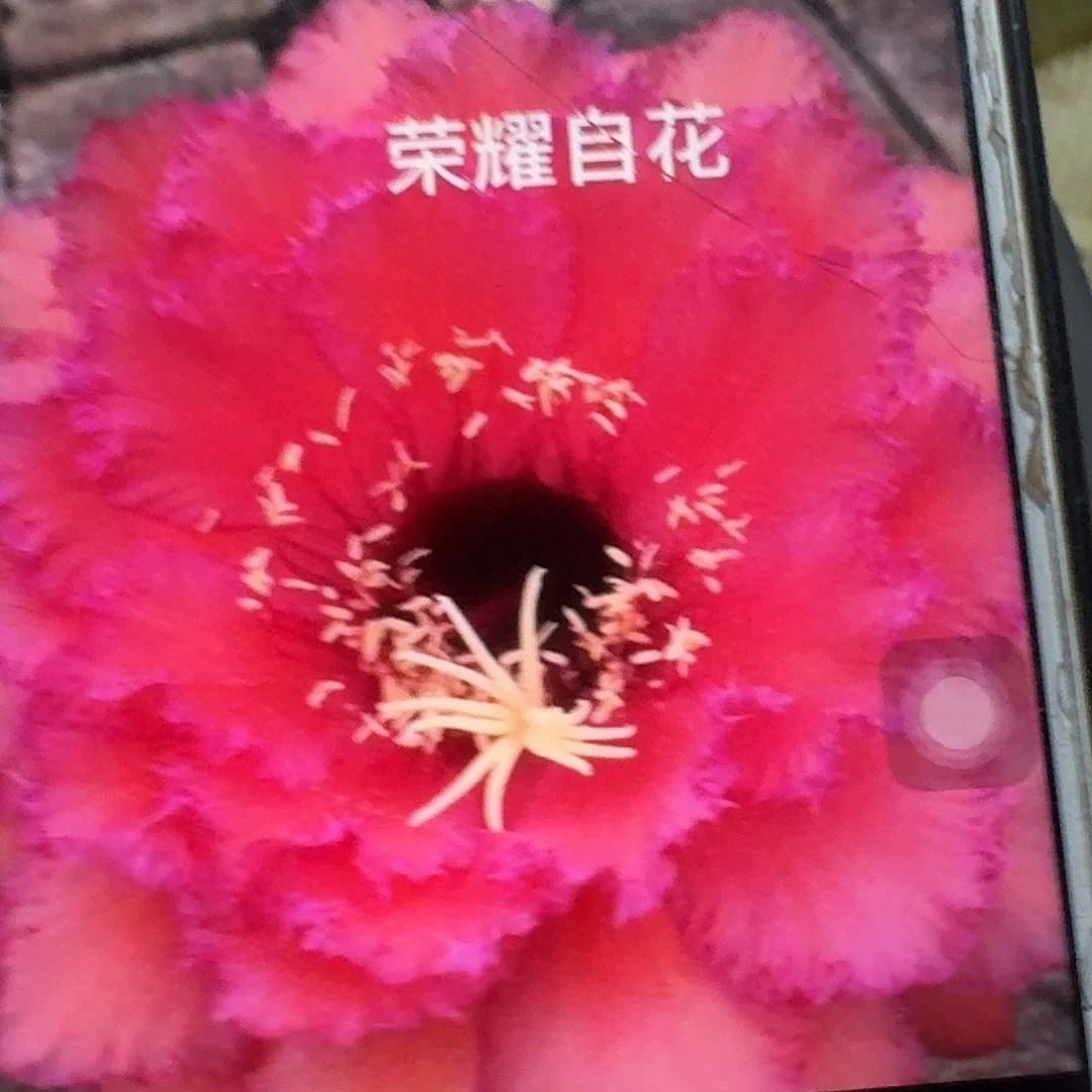 荣耀自花侧芽5公分毛花柱
