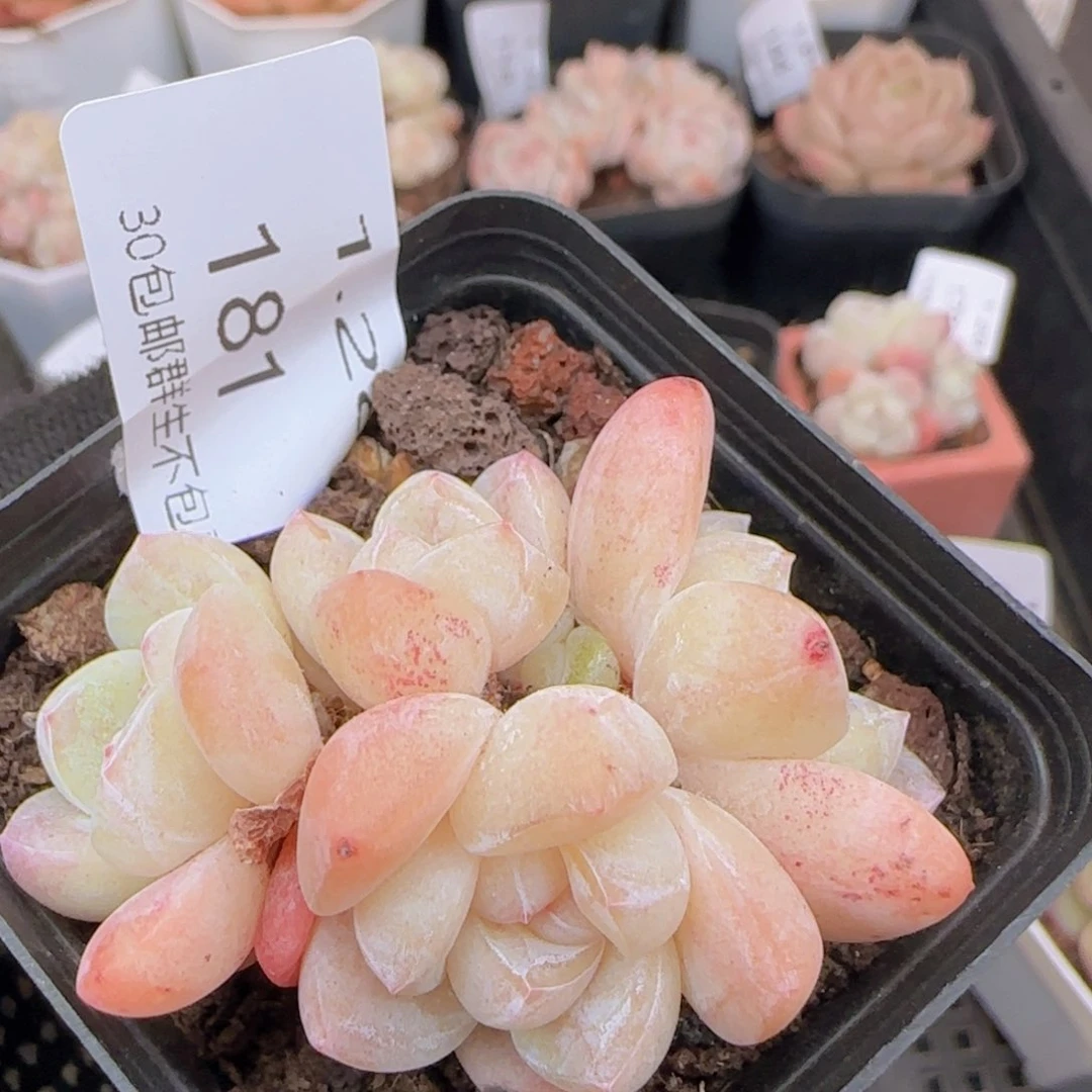 四头老桩冰玉一颗脱土