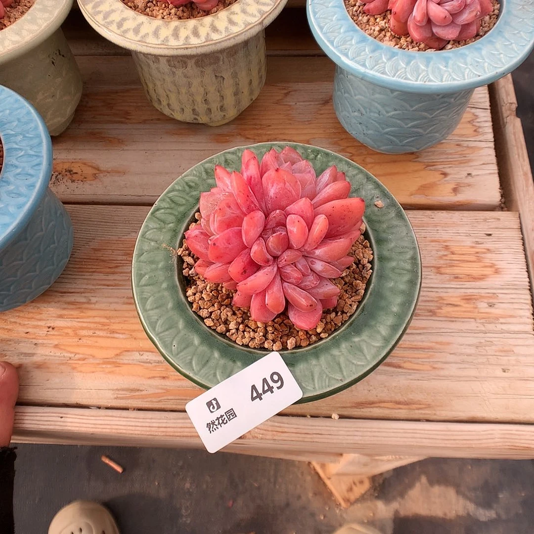 449雪天使多肉植物666