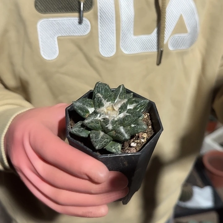 一行园艺【不一样岩牡丹】