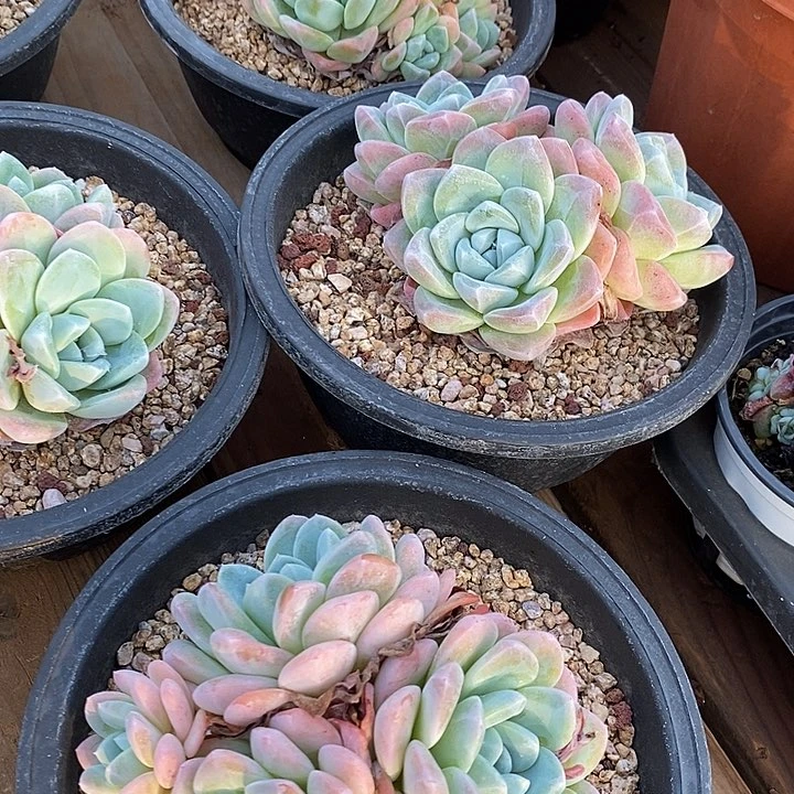 大盆奶油冰玉福利多多