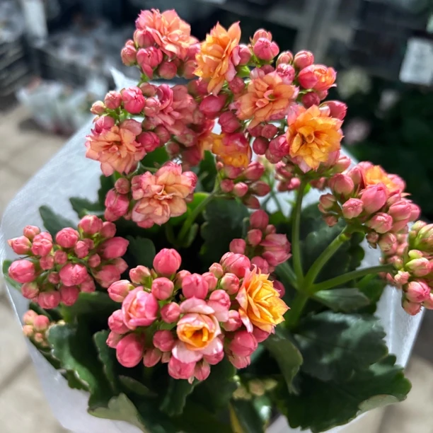 快乐星球长寿到手一盆