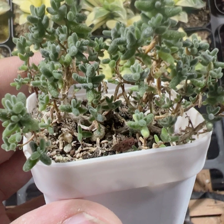 糖球蜜橘糖球杆锦