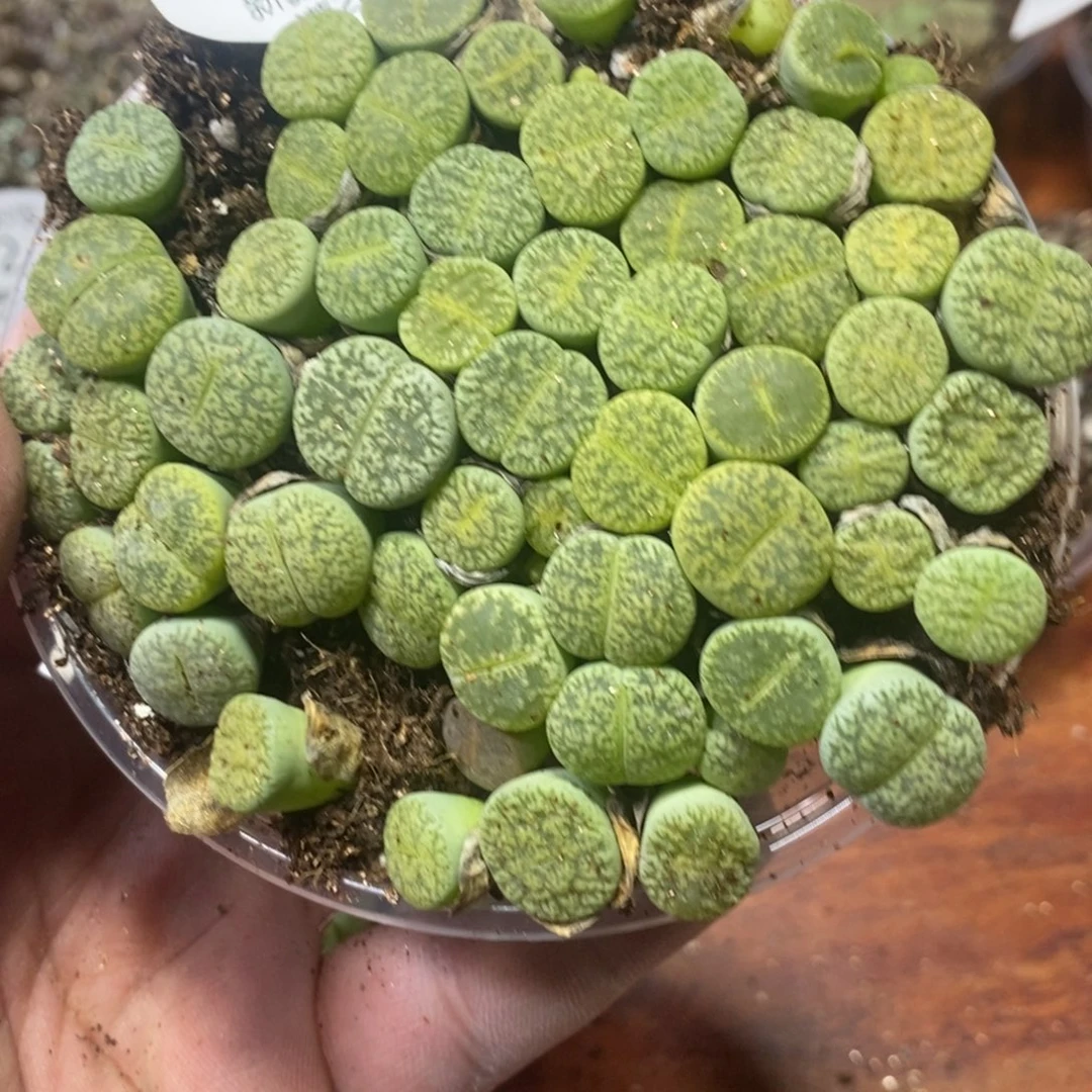多肉蛋炒饭，感谢您相伴679
