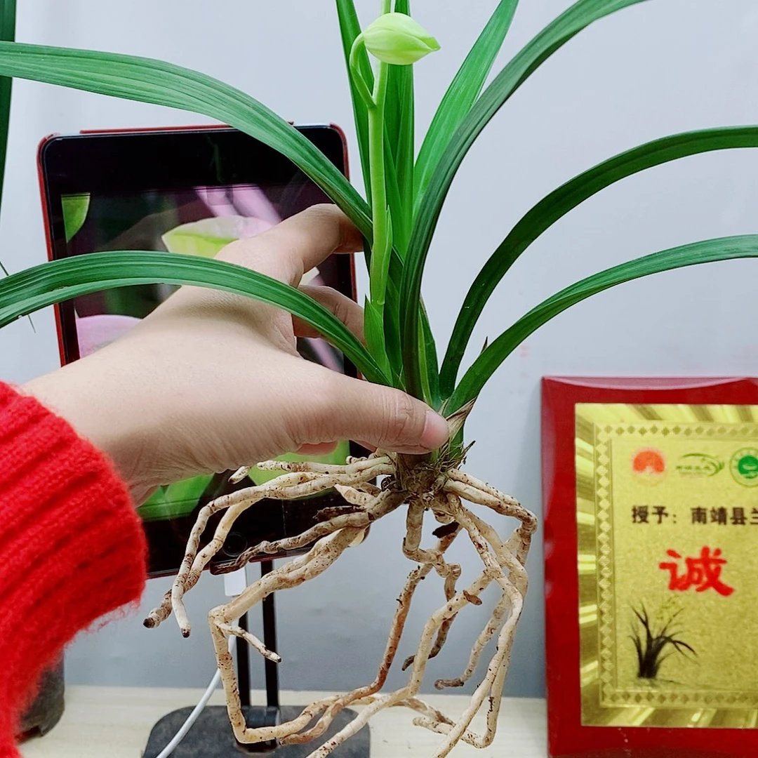 少量花朵（建议范围：2朵-5朵 或40%以下）