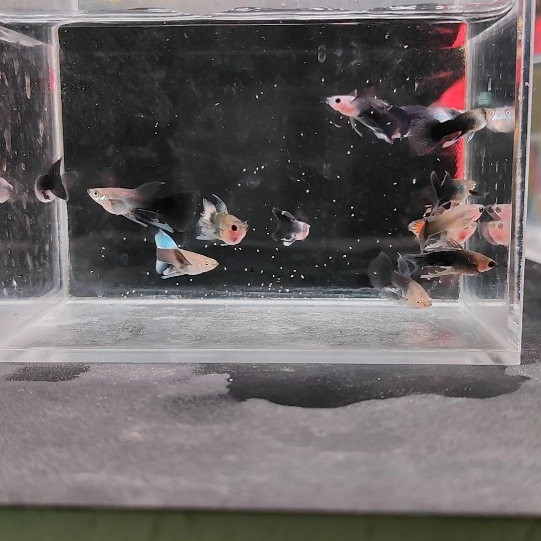 孔雀鱼编号32蓝礼服长公