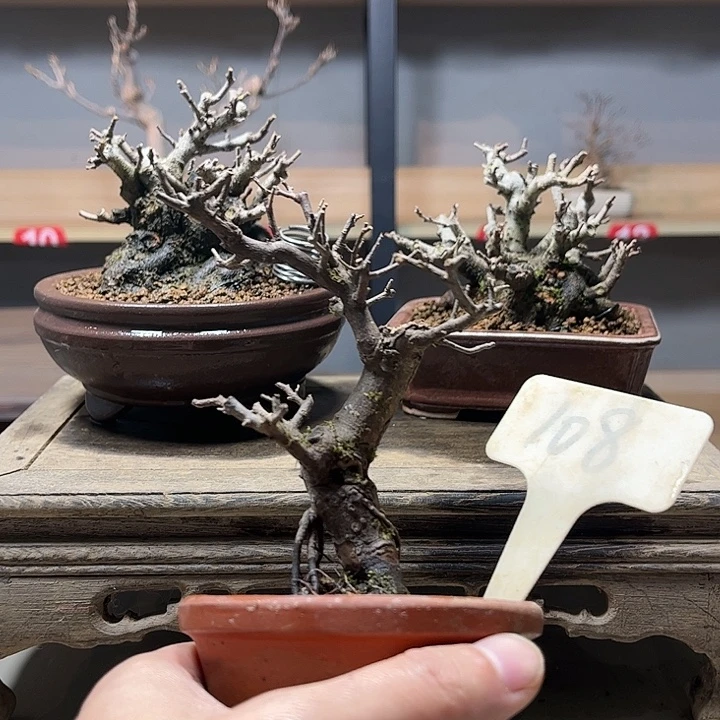 遇***舍无花朵雀梅盆景老庄盆景