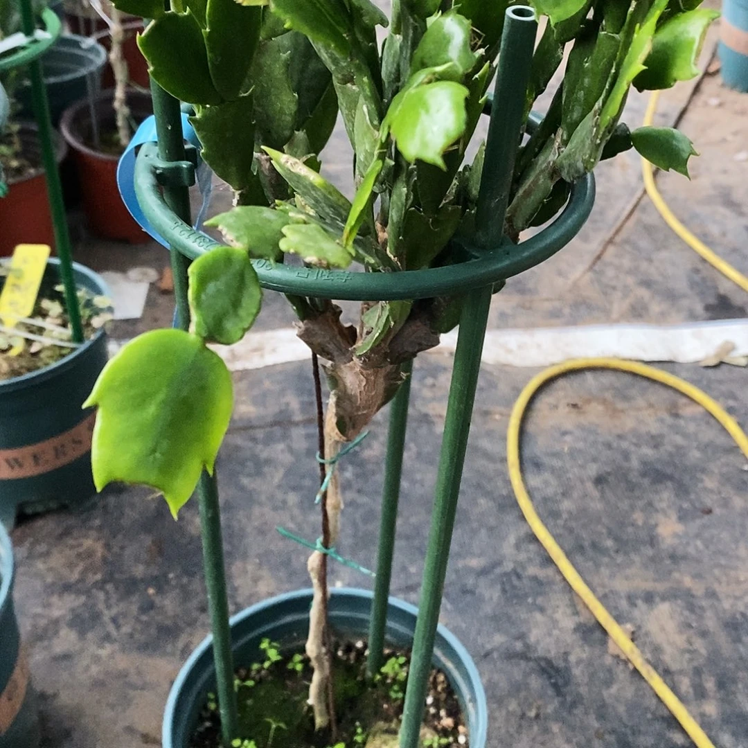 风***Z无花朵福利款砂轮