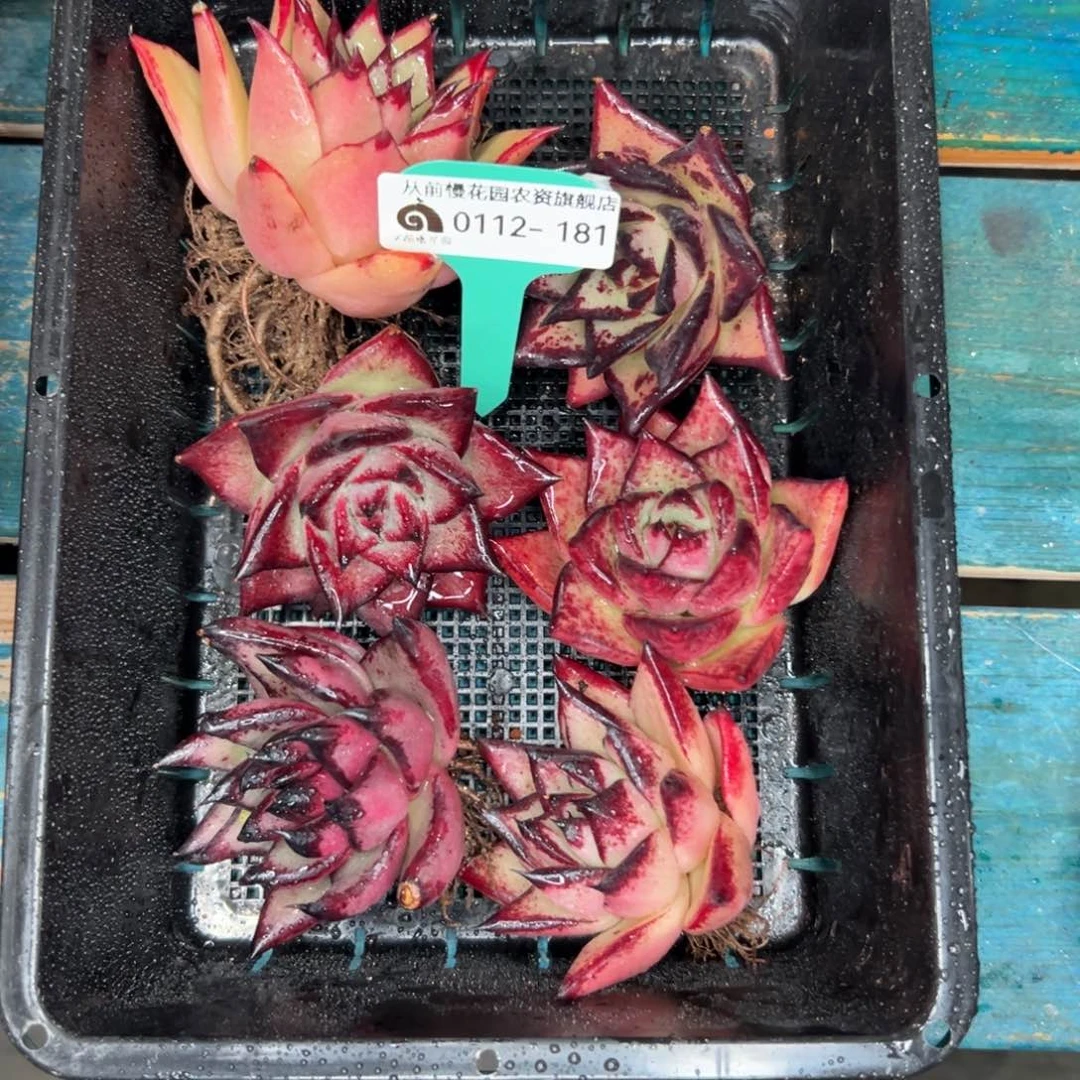 多肉一物一拍0112-181