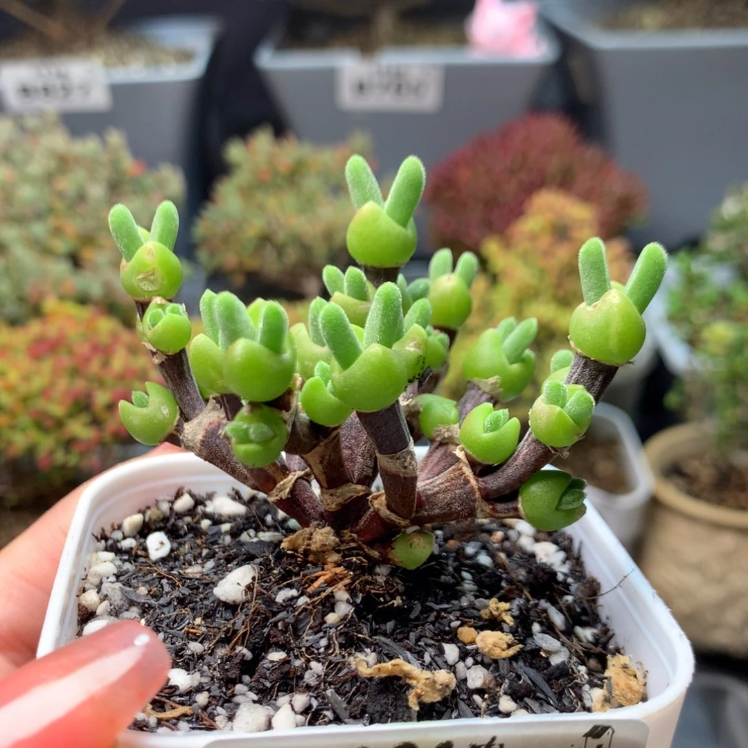 ****蘇845枝干兔子。