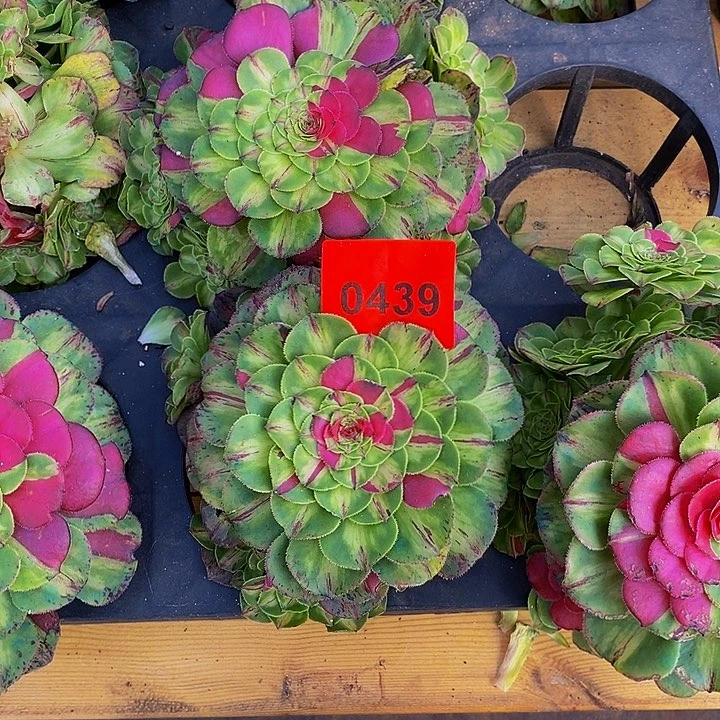 0439多肉植物知否