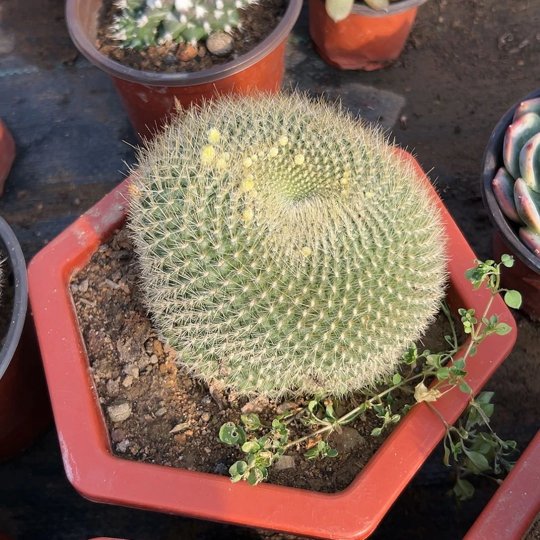 多肉植物绿三光开花