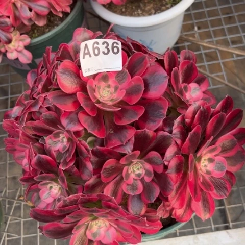 636美杜莎25厘米左右