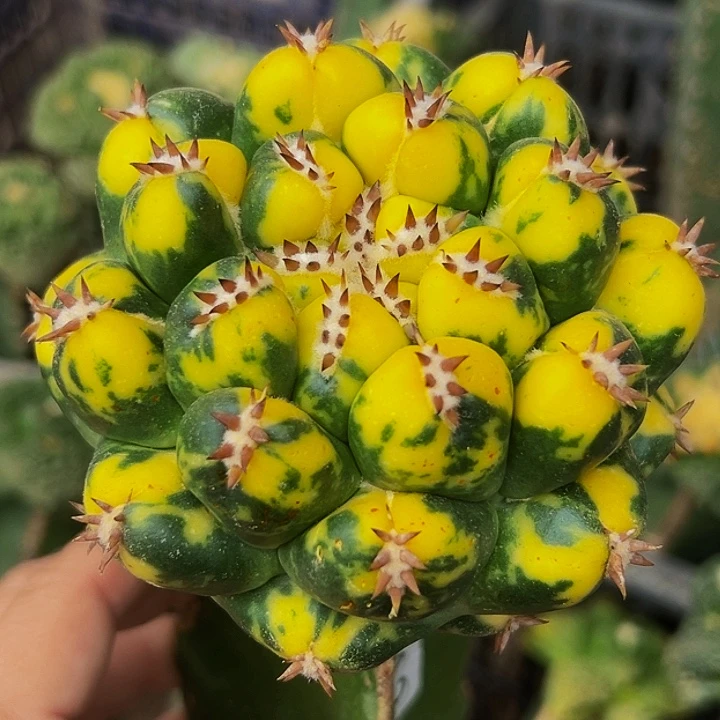 无花朵散班花锦大尤短豪刺象牙锦913