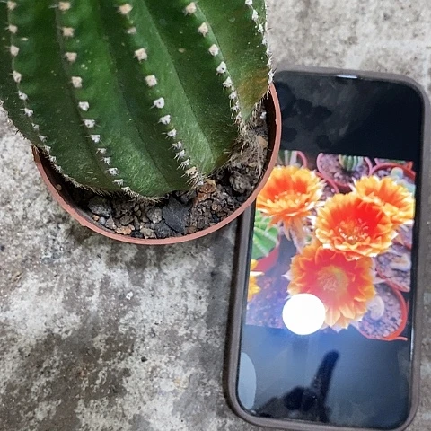 西红柿仙人球，3579900