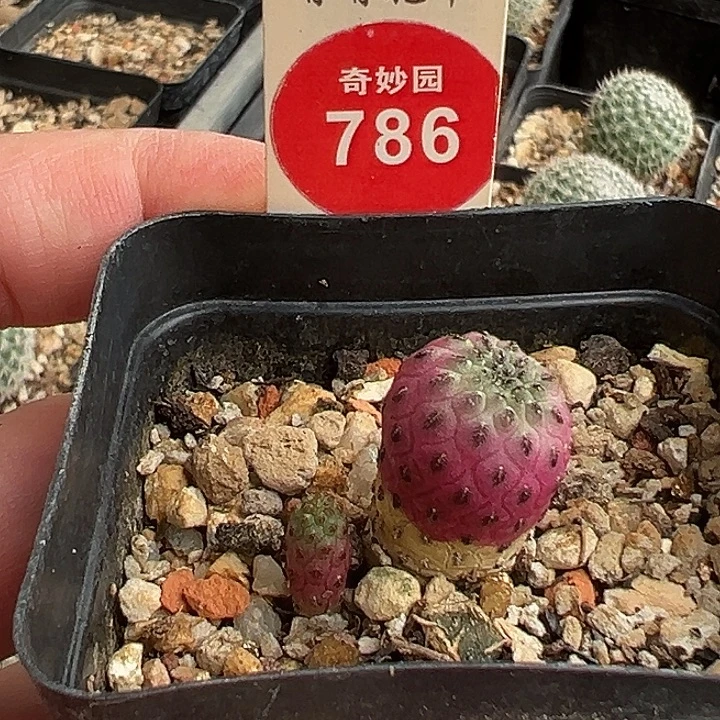 紫丽丸一棵仙人球