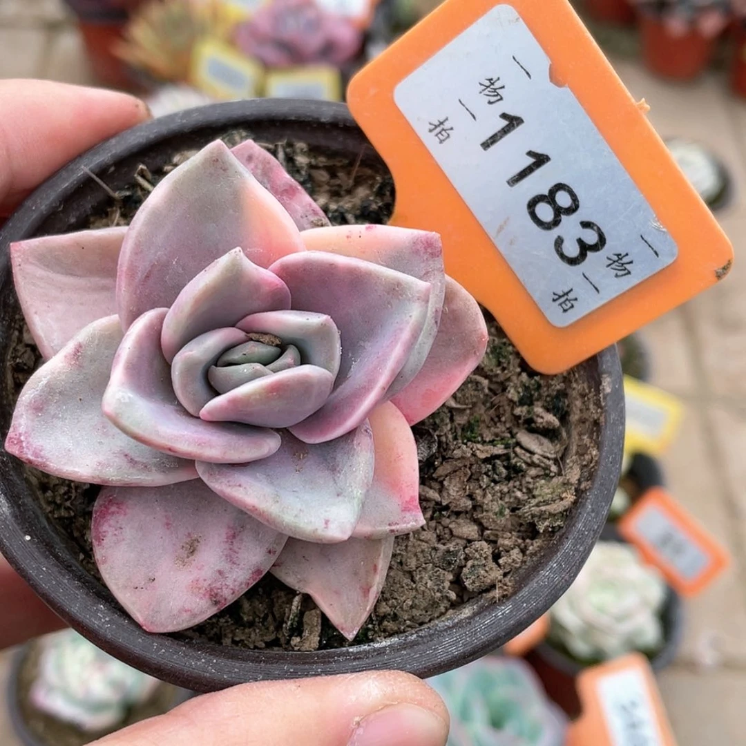 【闪购商品】1183号