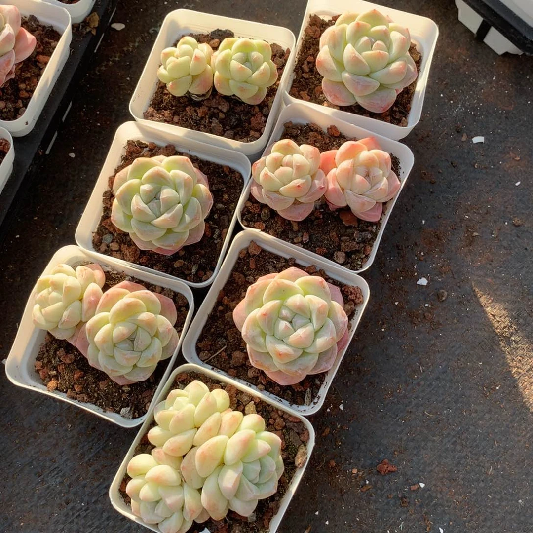 爱****美这种东西我觉得真的不