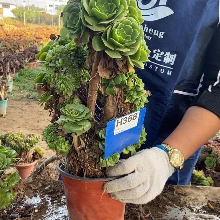 迎***姐368路往前绿羊绒绿羊绒