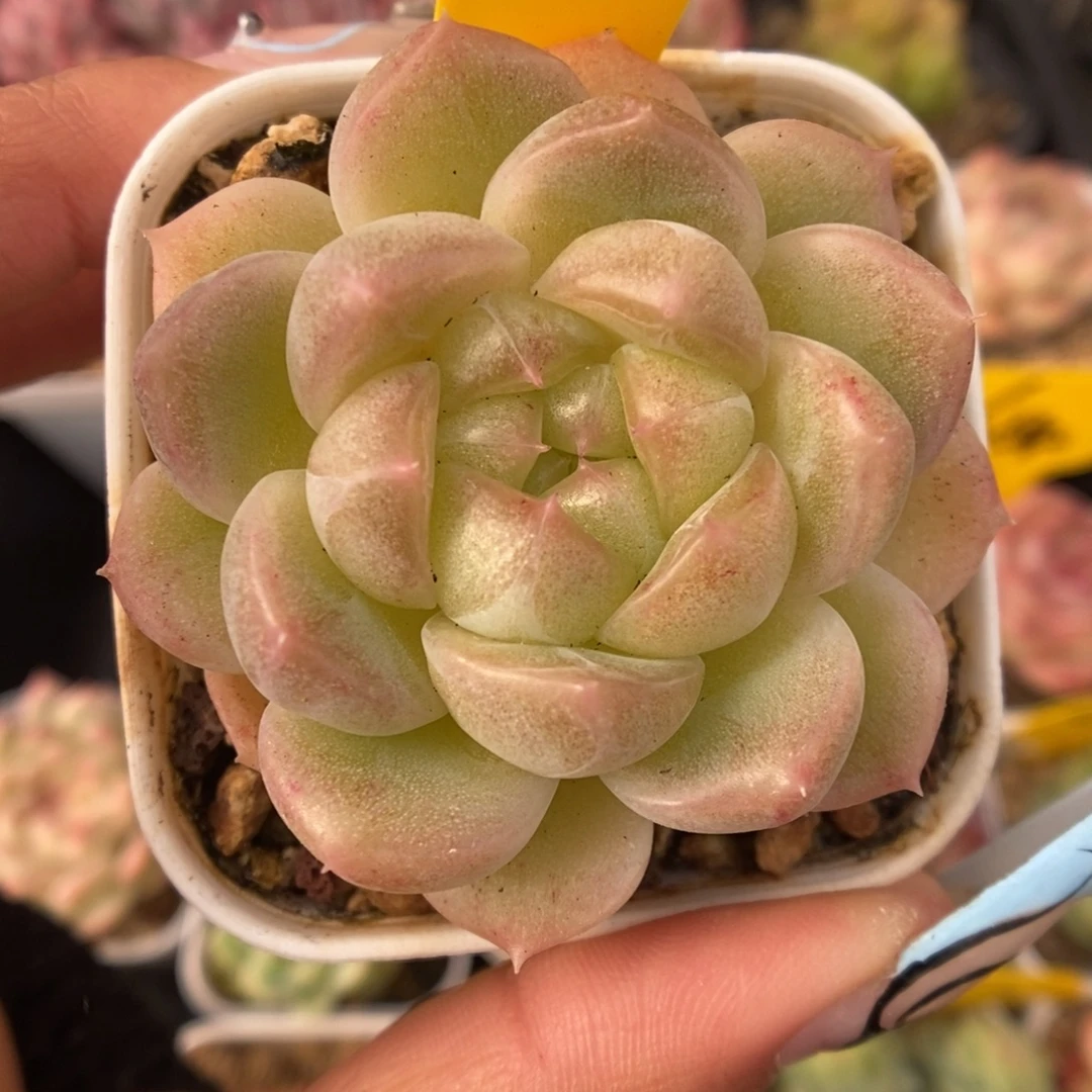财富密码可拍411号
