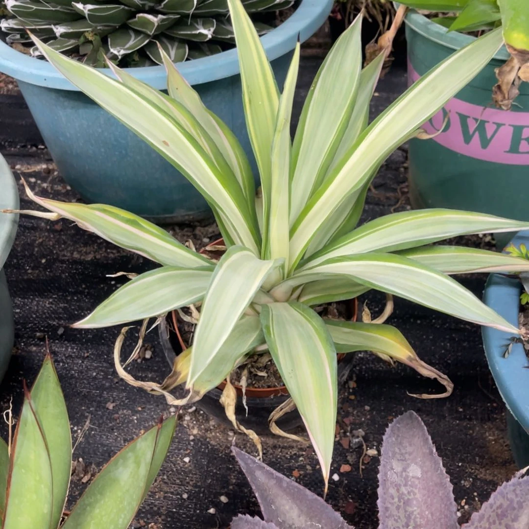 鹦鹉嘴白中斑锦龙舌兰