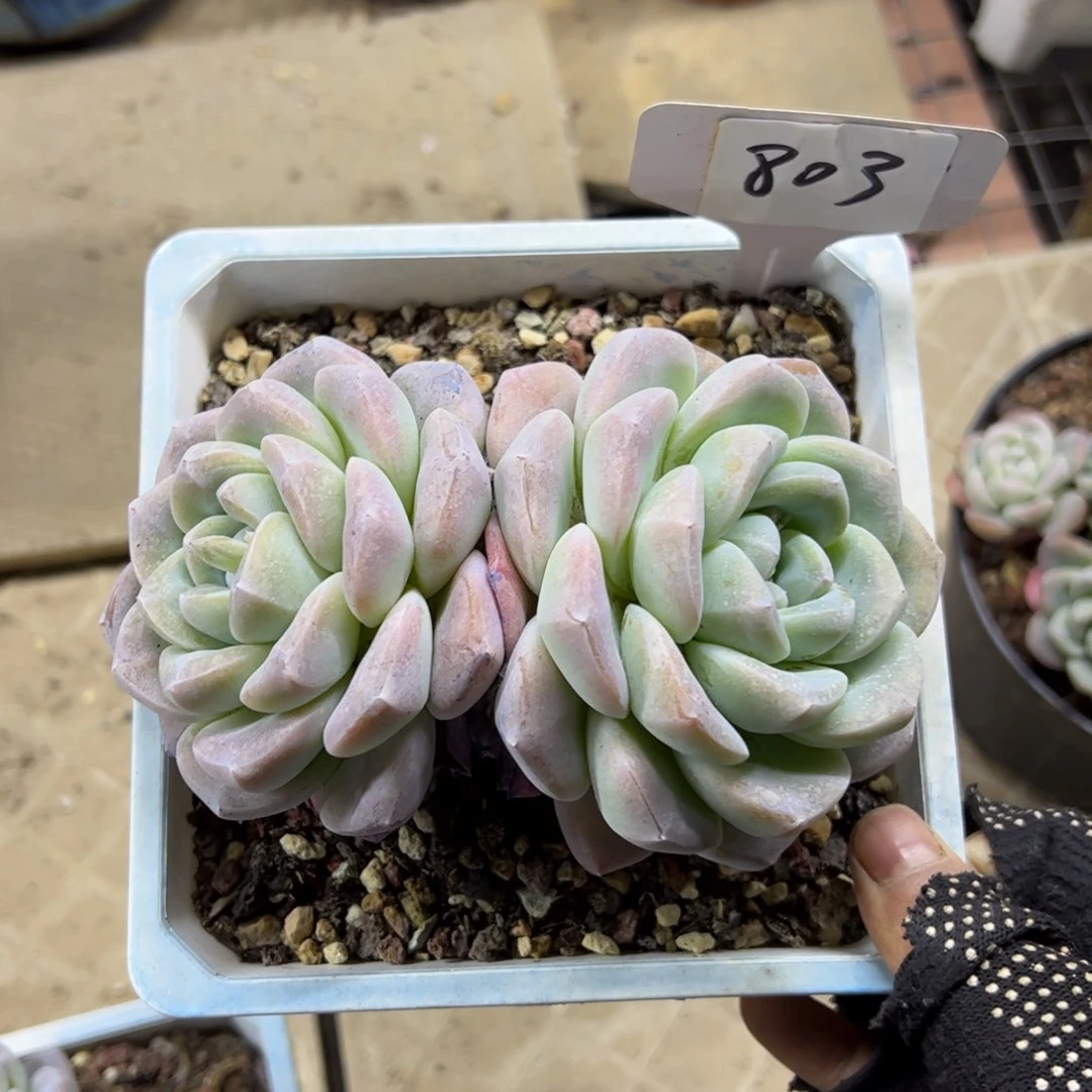 红陶蛇*✨803号多肉植物