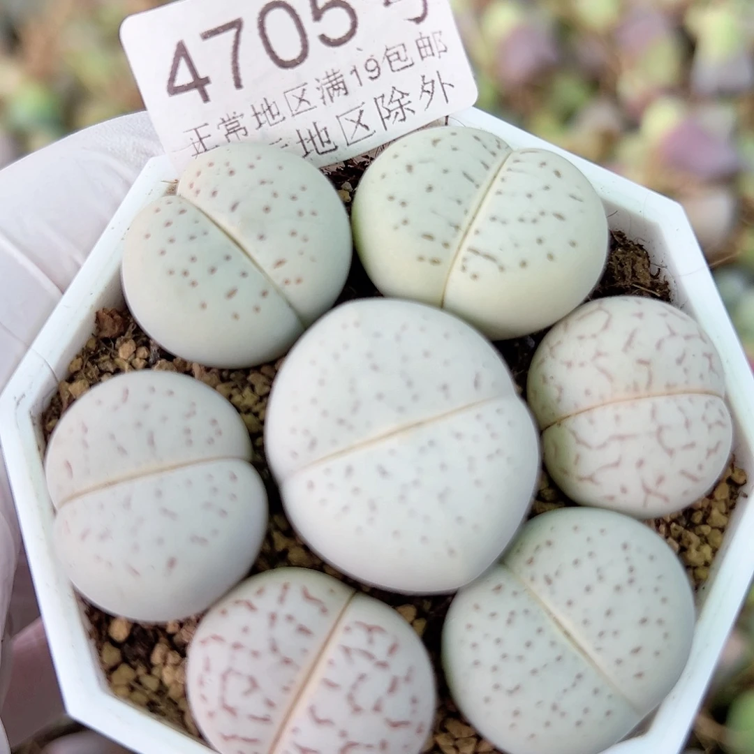 4705 好养易活生石花大母本