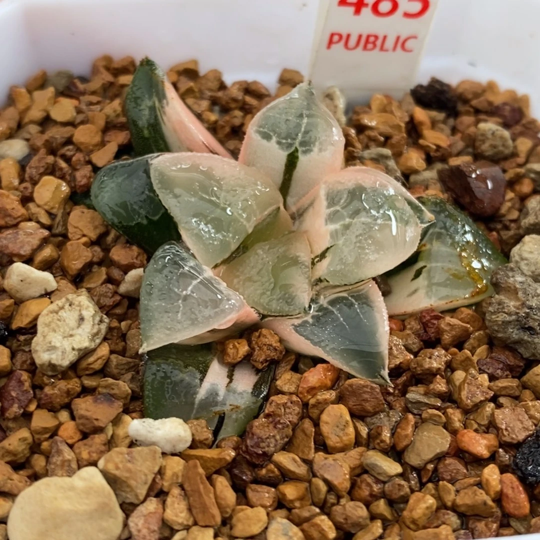 485号木叶克锦多肉