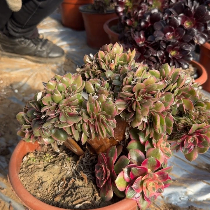 L****?422男神缀化老桩老桩