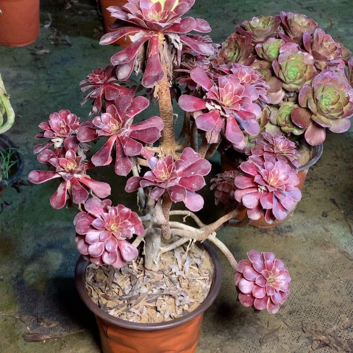 823黑铜壶多肉一物一拍