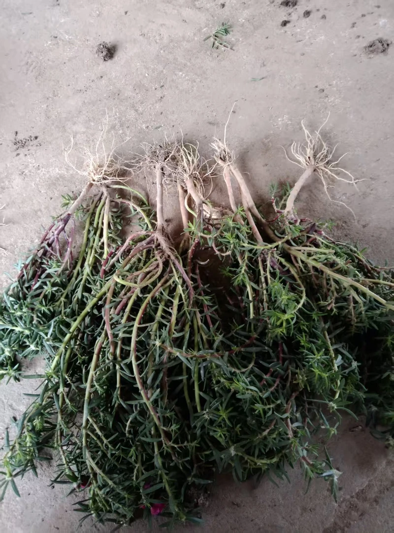 重瓣太阳花宿根多年生玫红王老桩观赏佳品