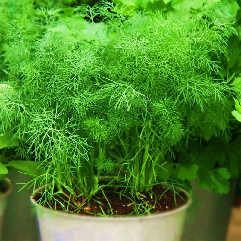 小茴香种子籽蔬菜苗新鲜香菜盆栽食用四季泡沫四季籽春季春季爆品