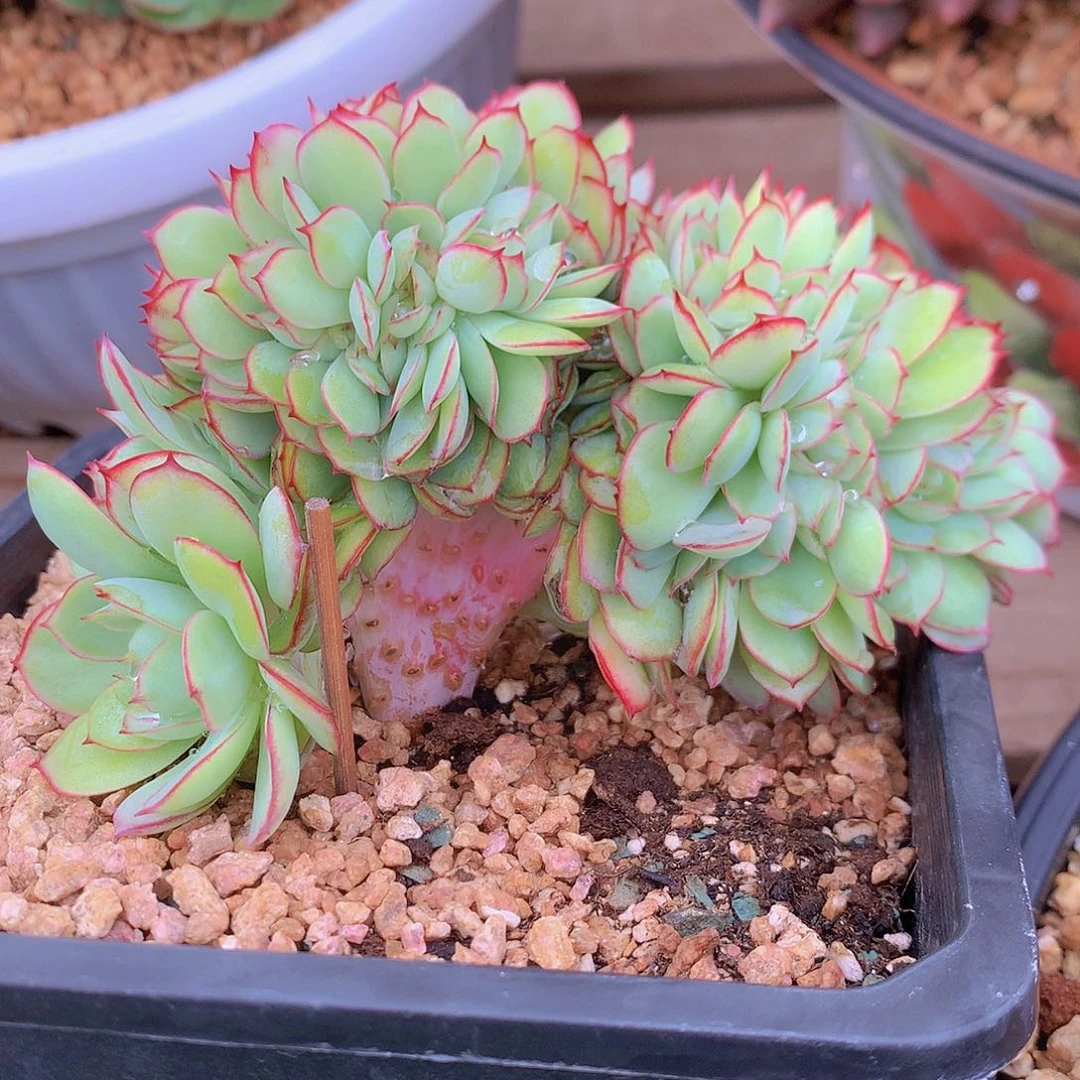 牡丹亭多肉一物一拍