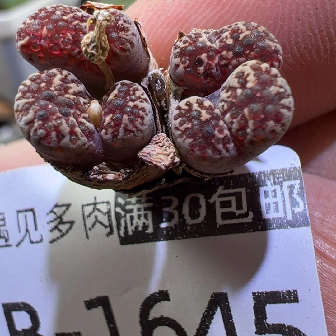 多肉植物11111111111