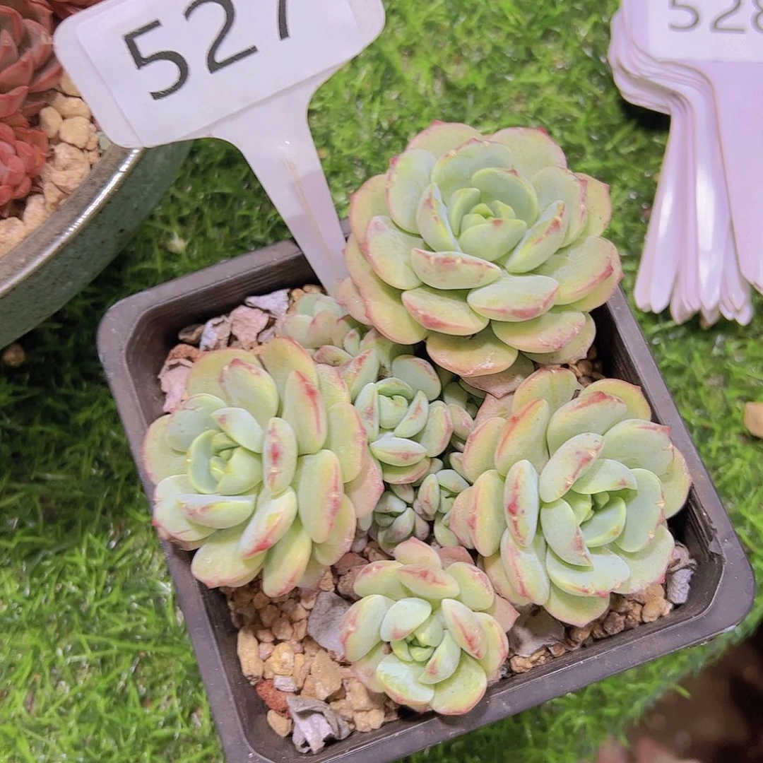 无***晴527香草10元元元