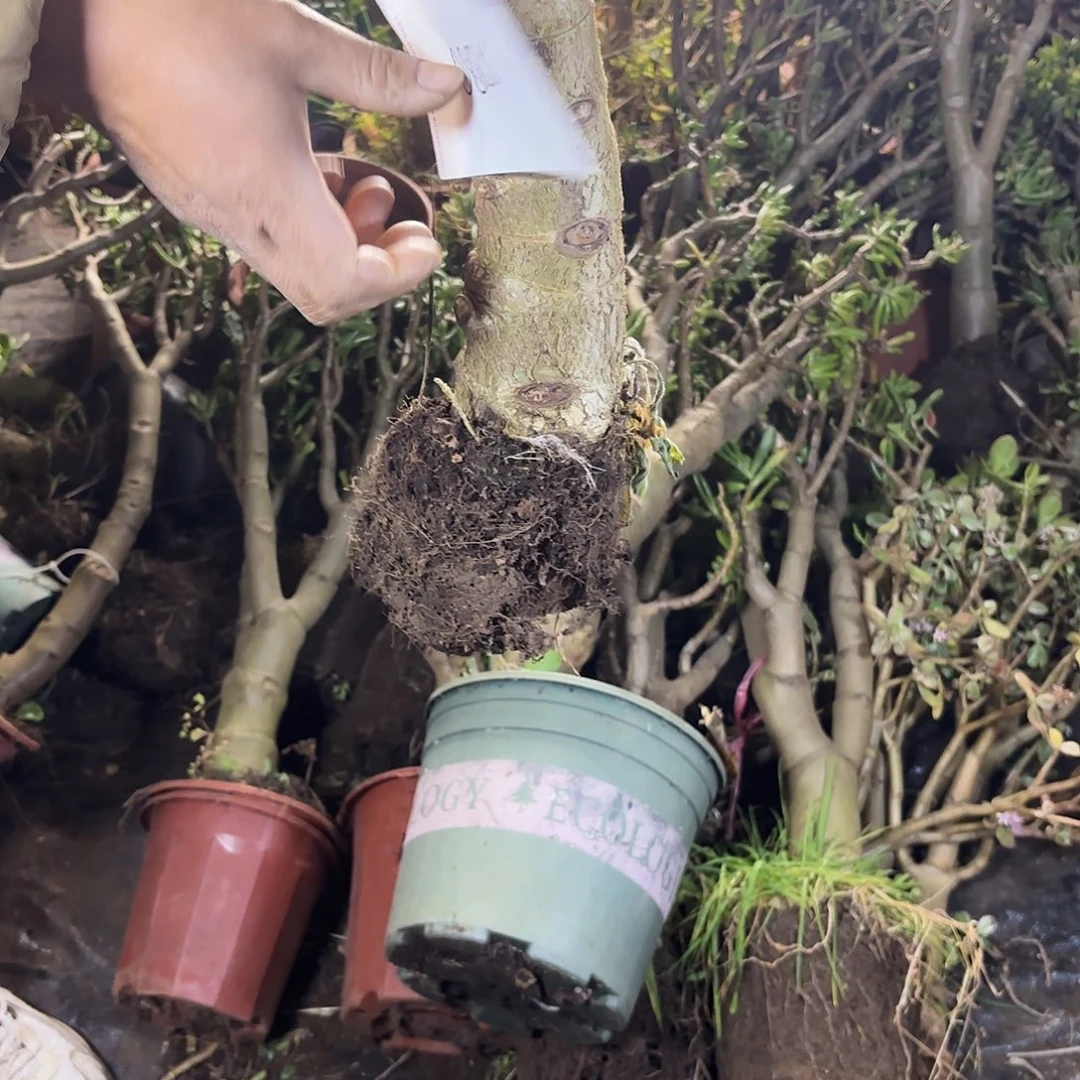 不****0885青叶玉树带土球发货