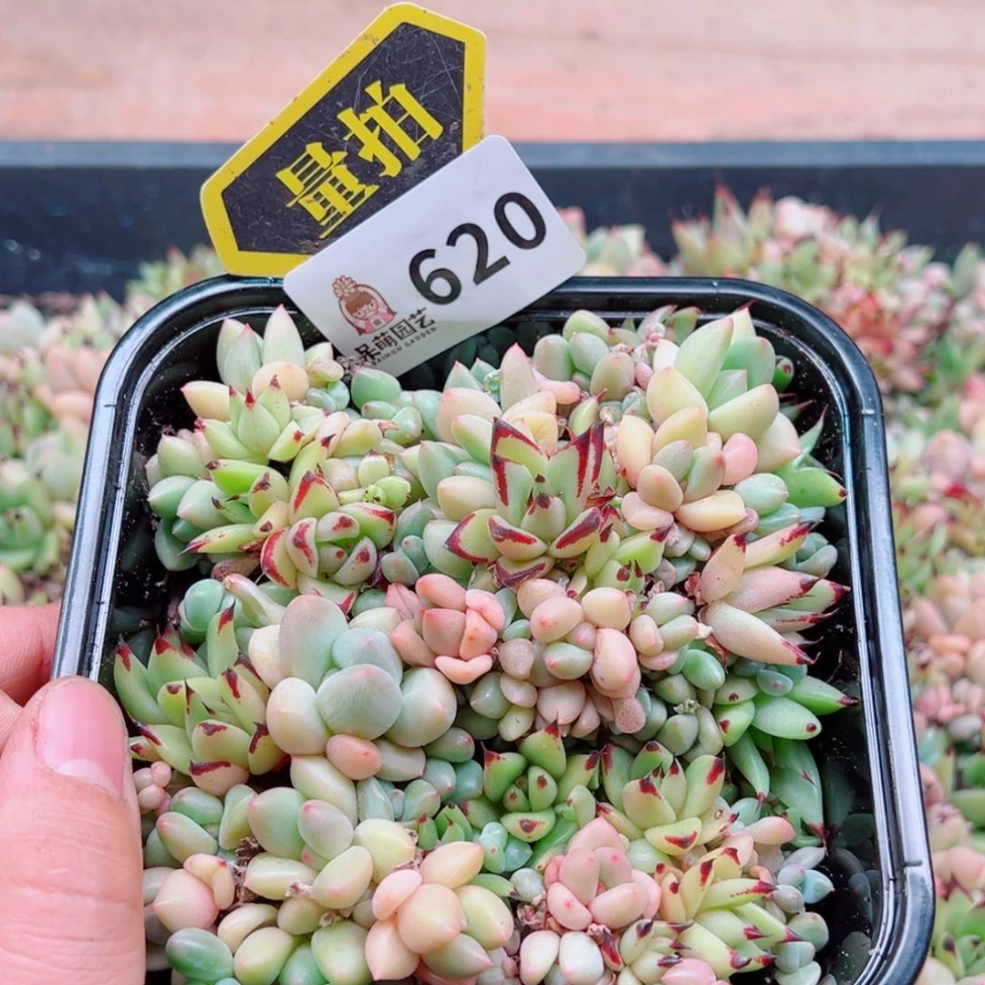 多肉植物多肉植物