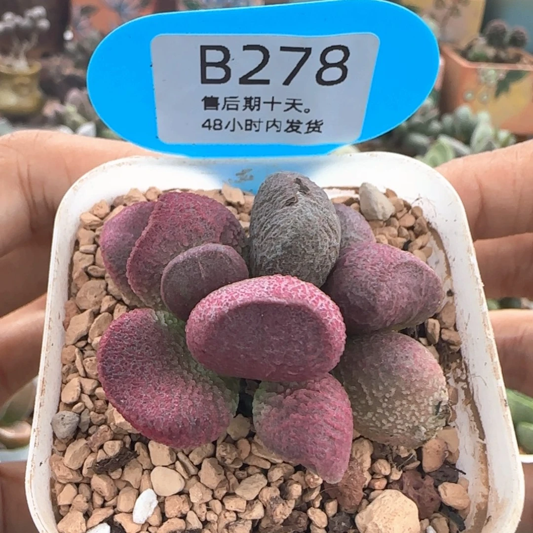 夏娃。   278。