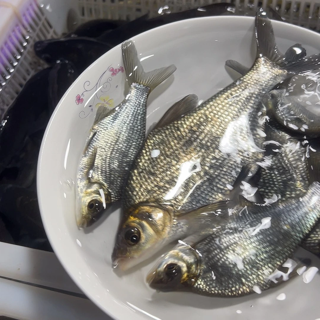 明***风扁鱼15 －18公分35条