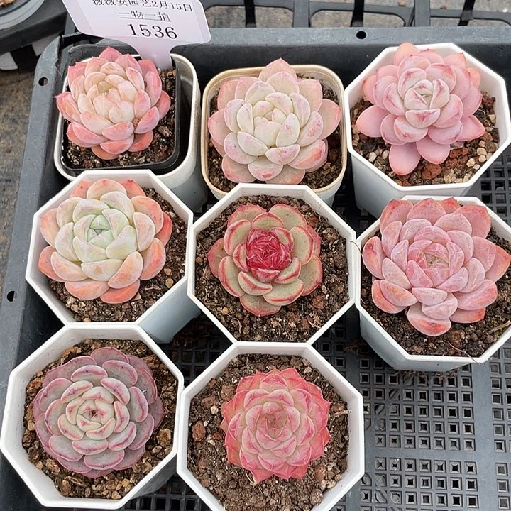 薇薇安园艺多肉1536
