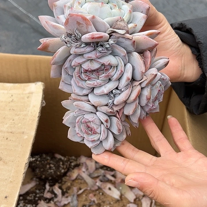 【闪购商品】星影板子