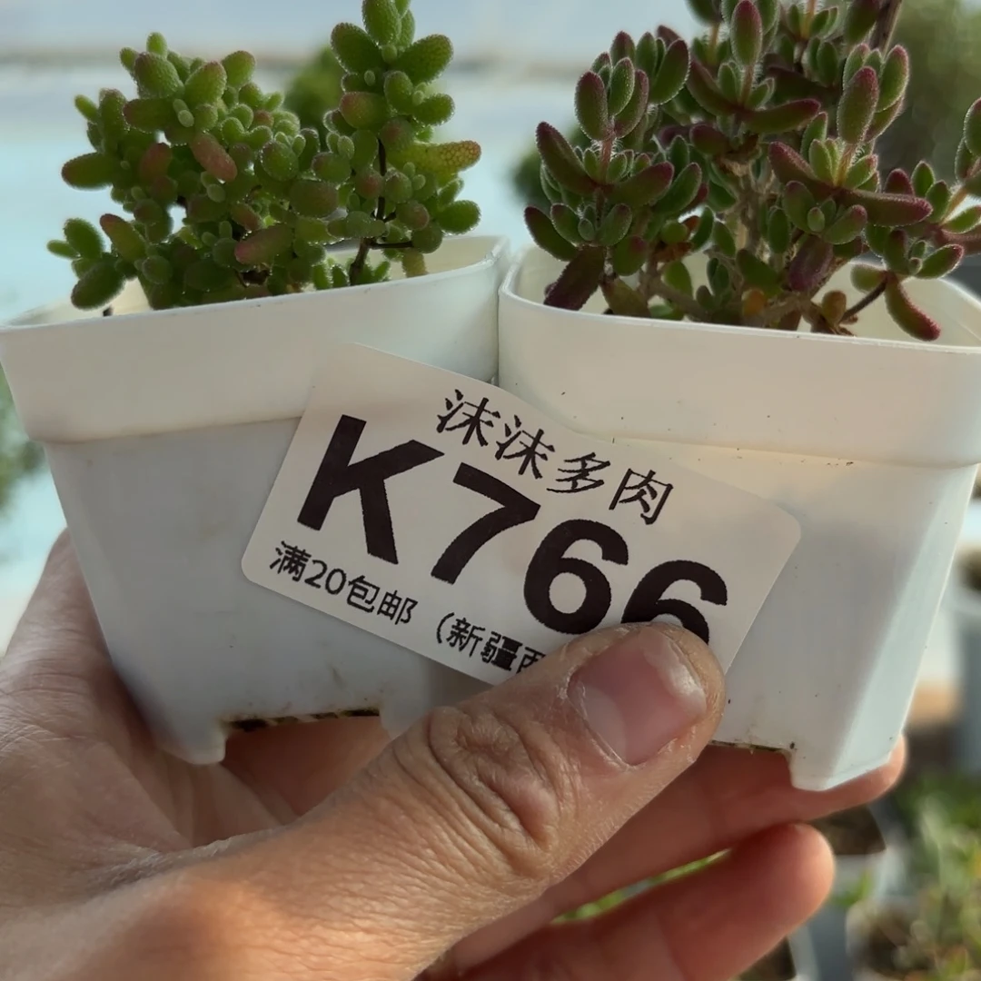 老***读766红宝石和蜜橘组合