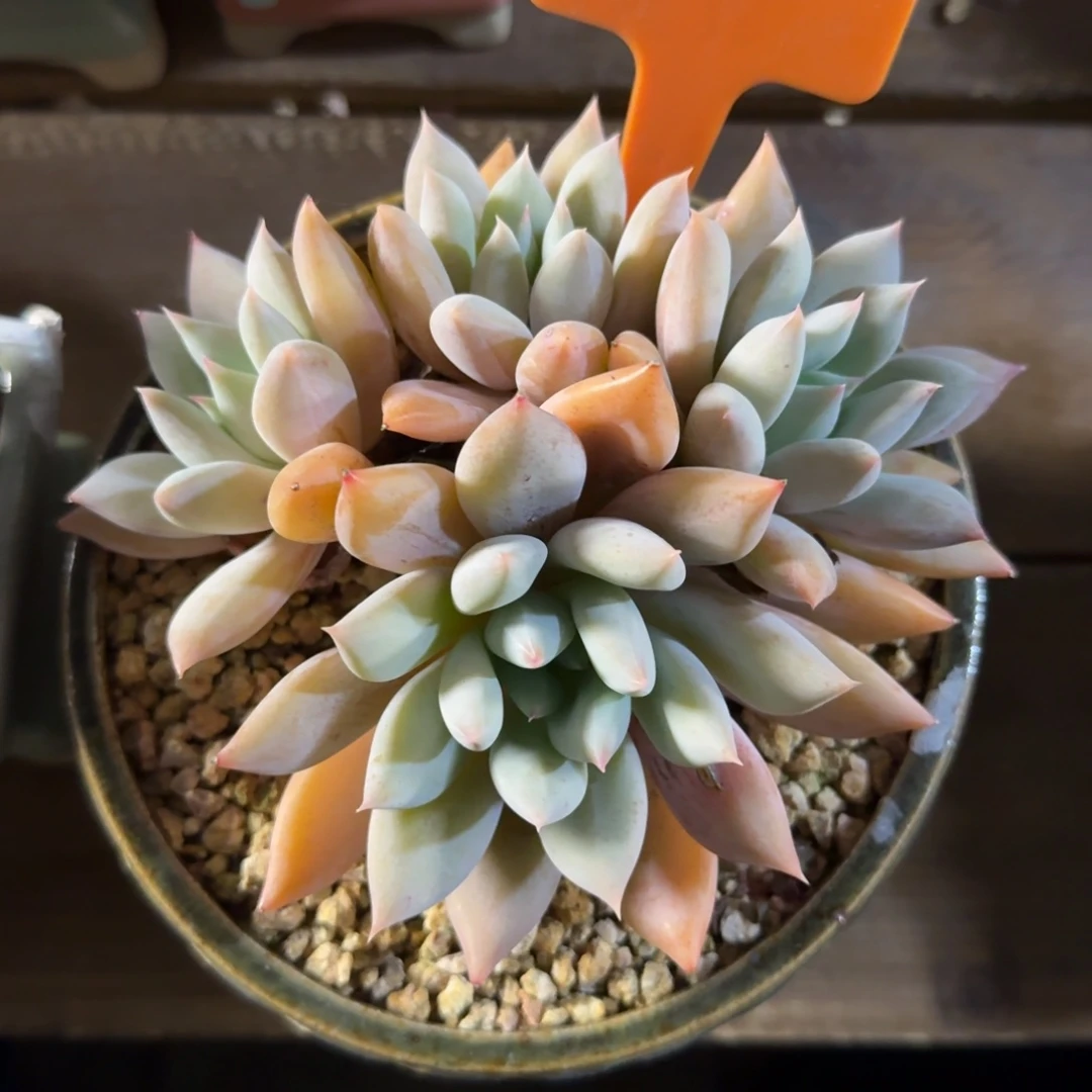 暮光11111111111111111111