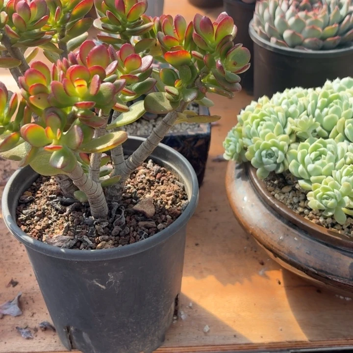 稻***人多肉植物一物一拍