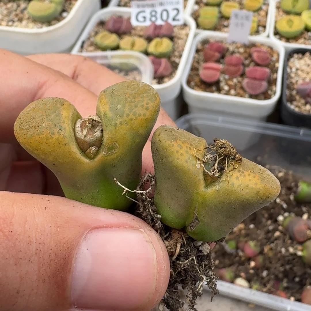 G883风铃杂交混合母本