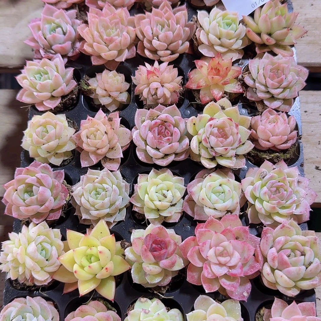 直播福利一物一拍507