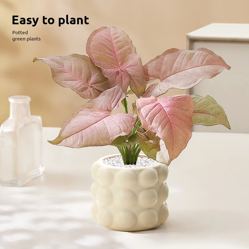 红粉佳人合果芋竹芋盆栽彩色花卉办公室桌面室内绿植四季观叶植物