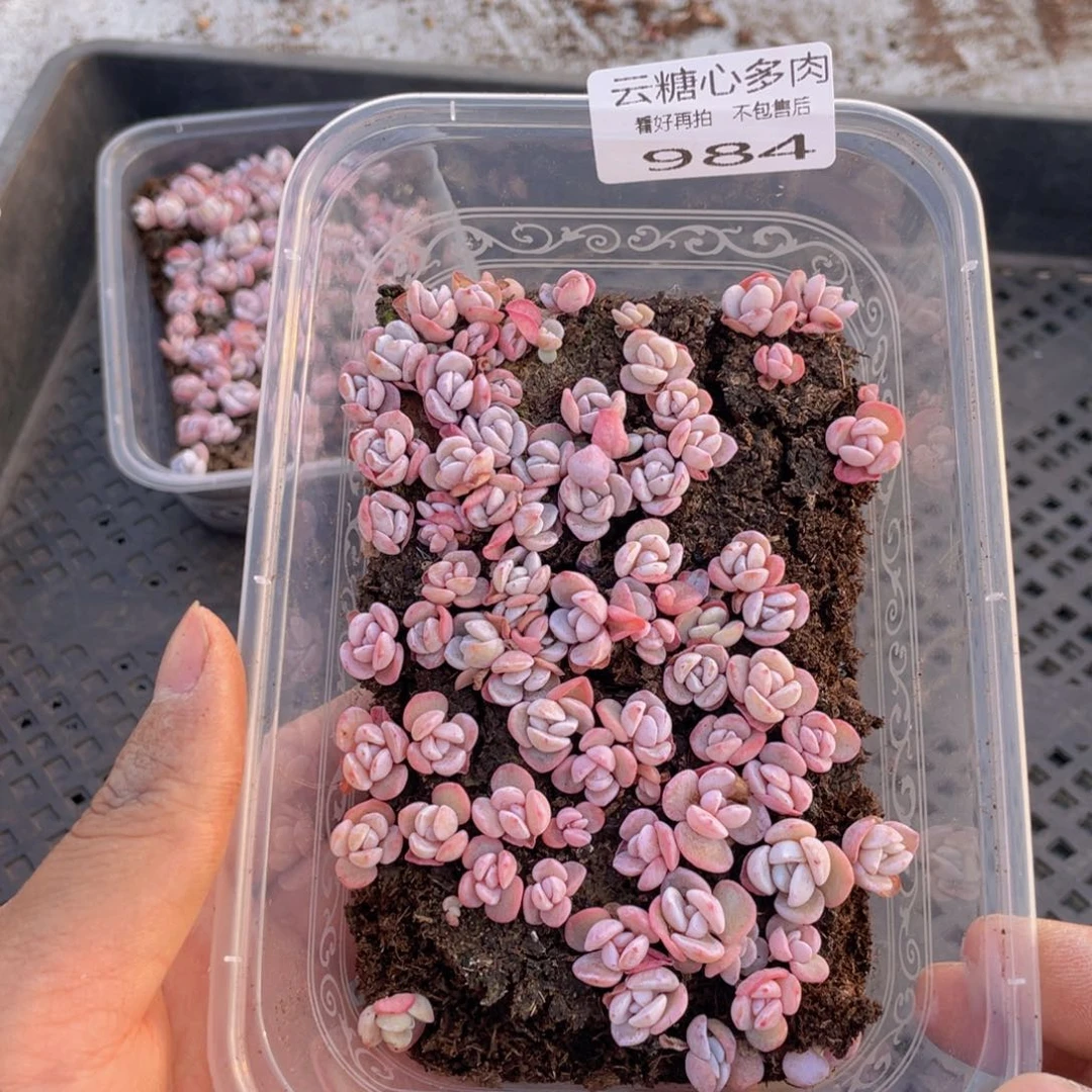 云糖心多肉植物984