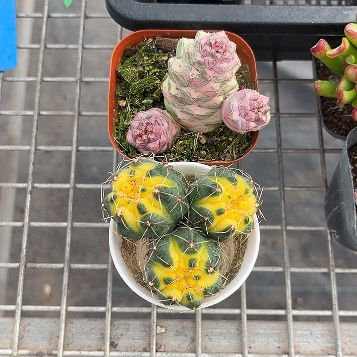 开播福利 两颗仙人球