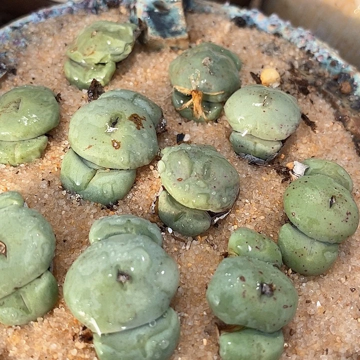 三头大型紫花饼一颗